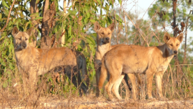 Early Warning Systems: Dogs vs. Tech